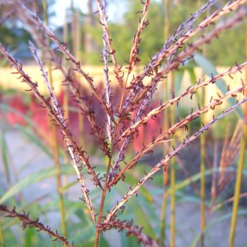 Chinaschilf Rotsilber - Miscanthus sinensis