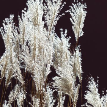 Chinaschilf Silberfeder - Miscanthus sinensis