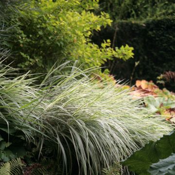 Miscanthus sinensis Variegatus - Roseau de Chine