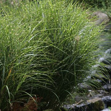 Chinaschilf Zebrinus - Miscanthus sinensis