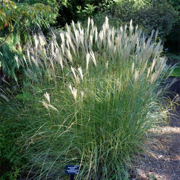 Chinaschilf - Miscanthus transmorrisonensis