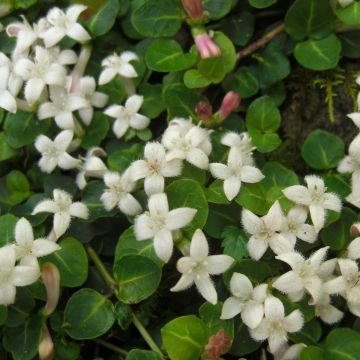 Mitchella repens - Rebhuhnbeere