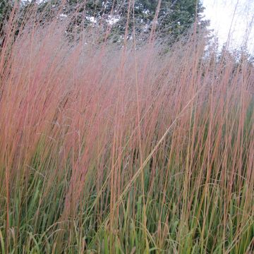 Molinia caerulea subsp. arundinacea Windsaule - Rohr-Pfeifengras