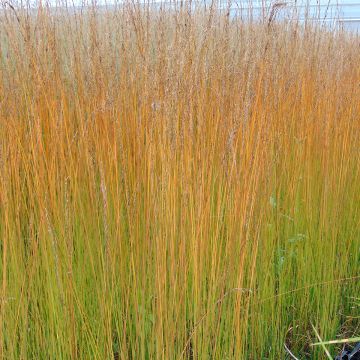 Molinia caerulea Edith Dudszus - Blaue Pfeifengras