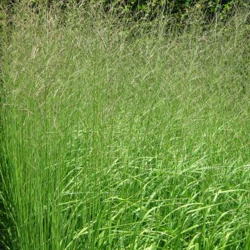 Molinia caerulea subsp. arundinacea Skyracer - Rohr-Pfeifengras