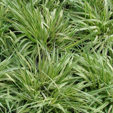 Molinia caerulea subsp. caerulea Variegata - Rohr-Pfeifengras