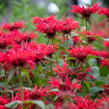 Monarda Gardenview Scarlet - Indianernessel