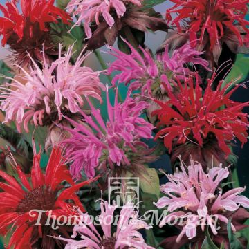 Monarda didyma Superb Mixed - Goldmelisse