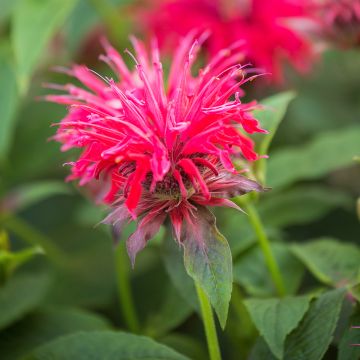 Monarda didyma Pink Supreme - Goldmelisse