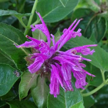 Monarda fistulosa Tetraploid - Indianernessel