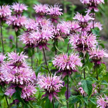 Monarda Beauty of Cobham - Indianernessel