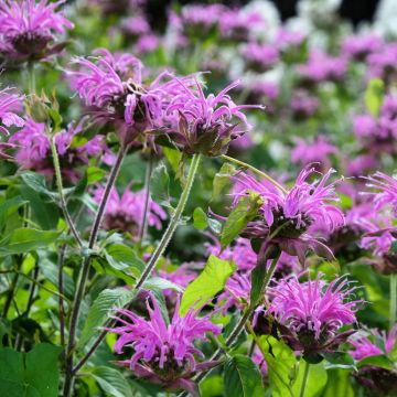 Monarda Blaustrumpf - Indianernessel