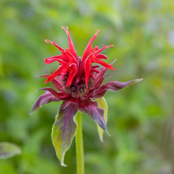 Monarda Cambridge Scarlet - Indianernessel