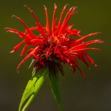 Monarda Fireball - Indianernessel