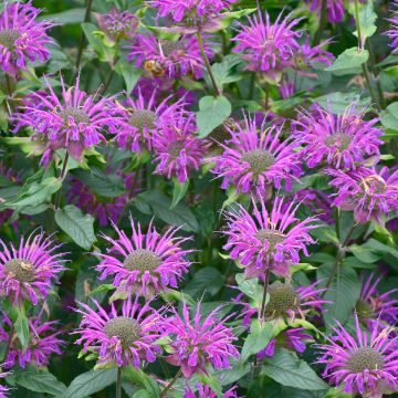 Monarda Prärienacht - Indianernessel