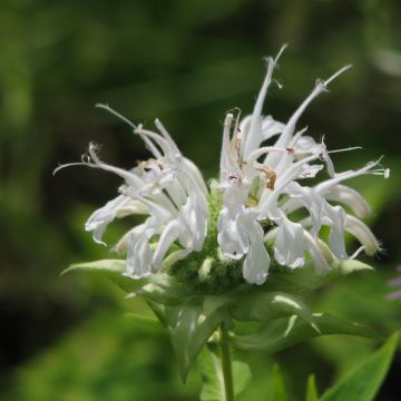 Monarda Schneewittchen - Indianernessel