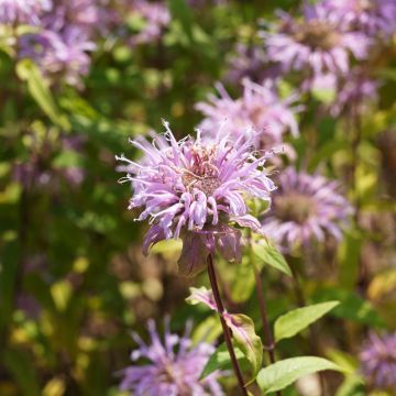 Monarde bradburiana - Bergamote sauvage