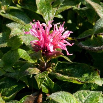 Monarda didyma Cranberry Lace - Goldmelisse