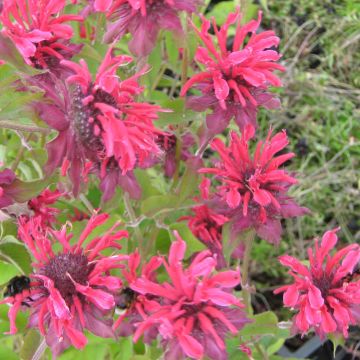 Monarda Gewitterwolke - Indianernessel