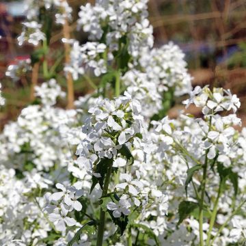 Monnaie du Pape Blanche - Lunaria annua Alba