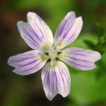 Claytonia sibirica - Sibirische Claytonie