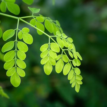 Moringa oleifera - Pferderettichbaum