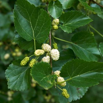 Morus alba Bistro - Weißer Maulbeerbaum