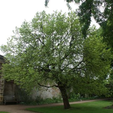 Morus nigra - Schwarzer Maulbeerbaum