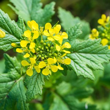 Weißer Senf (Grüner Dünger) - Sinapis alba