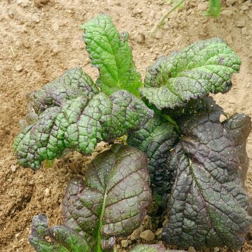 Sarepta-Senf rouge de Rode Amsoïm Bio - Ferme de Sainte Marthe