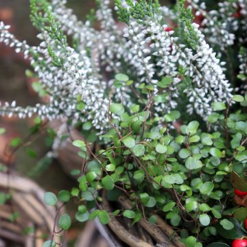 Muehlenbeckia axillaris - Teppich-Drahtstrauch