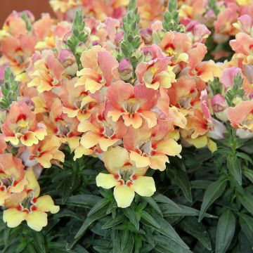 Löwenmäulchen Dazzling Lips Yellow Eye - Antirrhinum