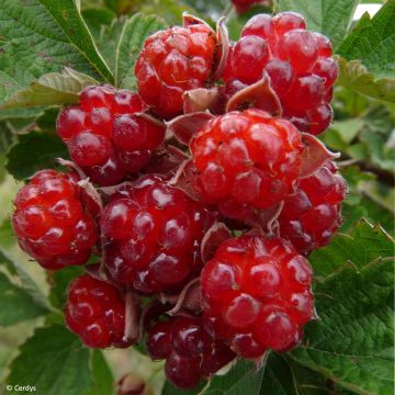 Brombeere Dorman Red Bio Bio - Rubus parvifolius x fruticosus Dorsett