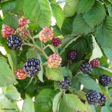 Brombeere Little Black Prince