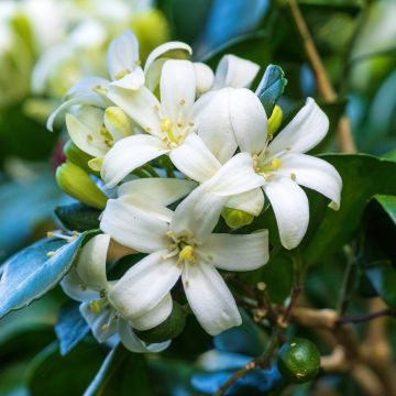 Murraya paniculata - Orangenraute