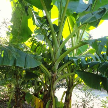 Musa sikkimensis Red Tiger - Darjeeling-Banane