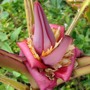 Musa velutina - Rosa Zwergbanane