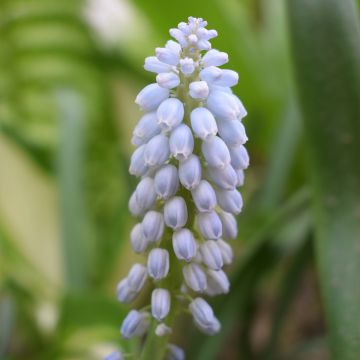 Muscari neglectum Baby's Breath