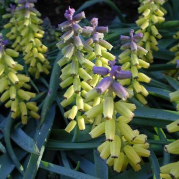 Muscari macrocarpum Golden fragrance - Großfrüchtige Traubenhyazinthe