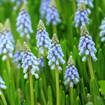 Muscari armeniacum Aqua Magic