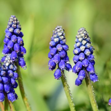 Muscari armeniacum Bling Bling