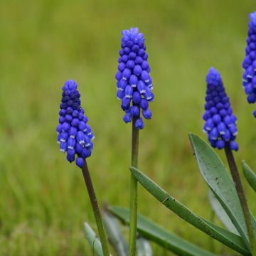 Muscari botryoides Superstar - Kleine Traubenhyazinthe