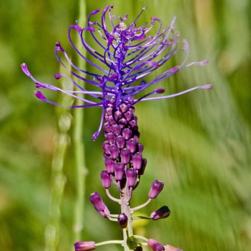 Muscari comosum - Schopfige Traubenhyazinthe