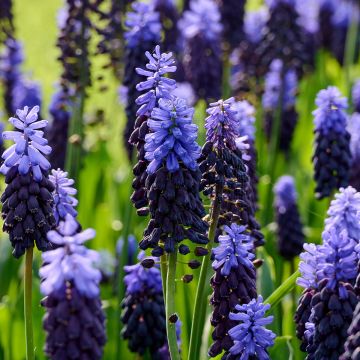 Muscari latifolium - Breitblättrige Traubenhyazinthe