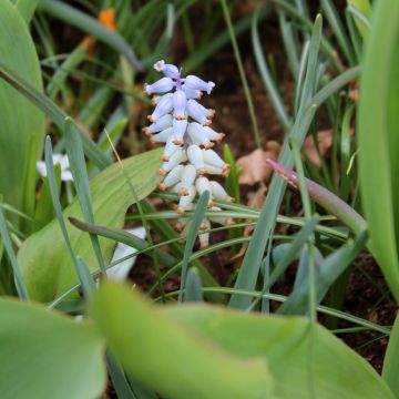 Muscari muscarimi (racemosum)