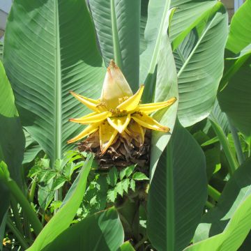 Musella lasiocarpa - Goldene Lotus Banane