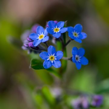 Vergissmeinnicht Blue Sylva - Myosotis sylvatica