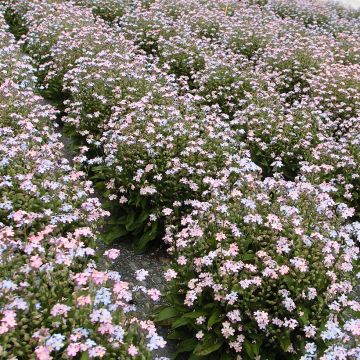 Vergissmeinnicht Savoie Boreal - Myosotis sylvatica