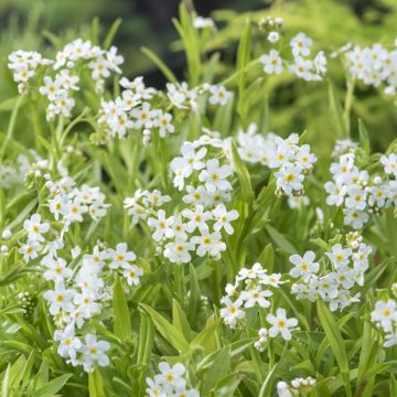 Sumpf-Vergissmeinnicht Alba - Myosotis scorpioides