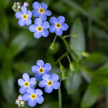 Sumpf-Vergissmeinnicht - Myosotis scorpioides